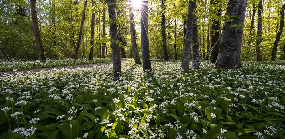 Pompes funebres ecologique